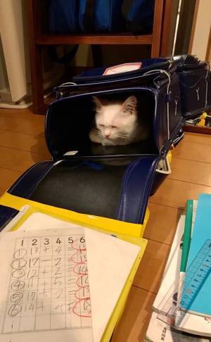 息子のランドセルの中に入っていたのは…？　その光景に、癒される人が続出