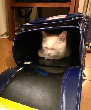 息子のランドセルの中に入っていたのは…？　その光景に、癒される人が続出