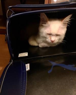 息子のランドセルの中に入っていたのは…？　その光景に、癒される人が続出