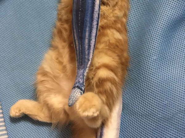 サンマ大好き！　幸せそうな猫ちゃんの寝顔に可愛さ爆発！