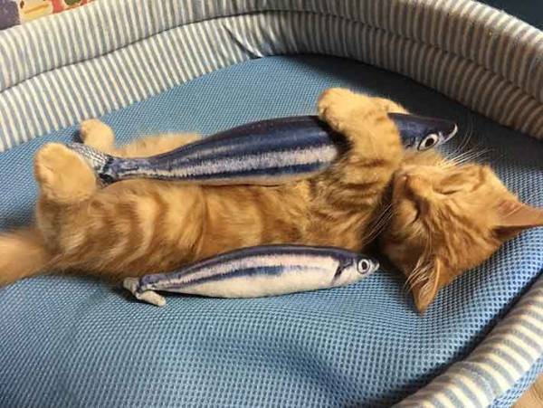 サンマ大好き！　幸せそうな猫ちゃんの寝顔に可愛さ爆発！