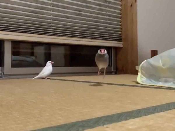 駆け寄る二羽の文鳥がかわいすぎ！　スロー動画に癒される人続出！