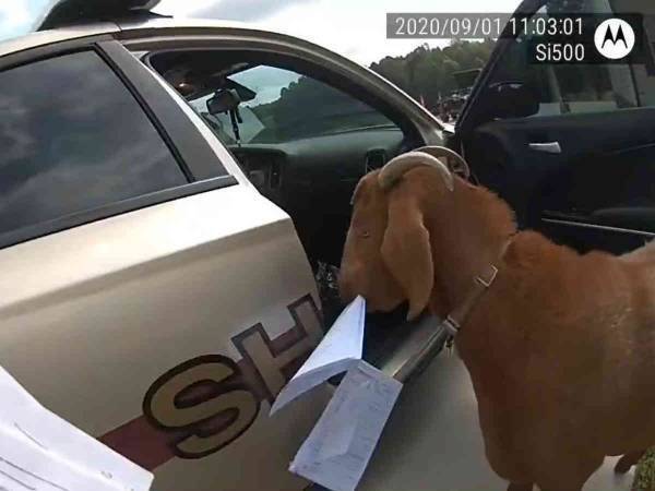 パトカーに侵入して書類を食べた『容疑者』　保安官との格闘シーンに爆笑！