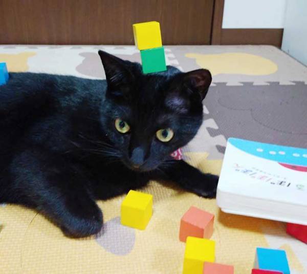 １歳児の目の前に寝ころんだ黒猫　少し経つと、こんなことに…！