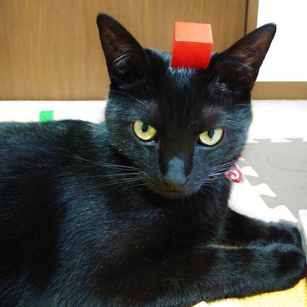 １歳児の目の前に寝ころんだ黒猫　少し経つと、こんなことに…！