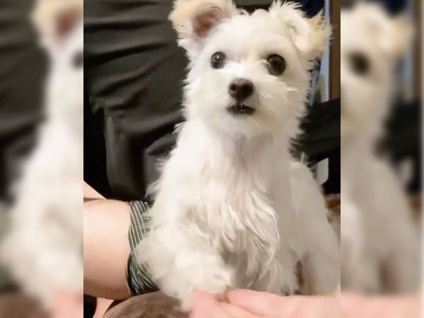 飼い主に「お手」といわれた犬　１０万人を虜にした行動が、コチラ