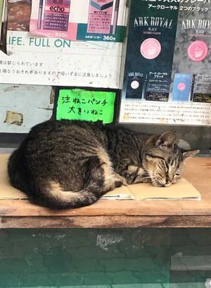 スヤスヤ眠る猫と『貼り紙』　思わず笑っちゃう内容がこちら！
