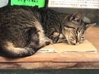 スヤスヤ眠る猫と『貼り紙』　思わず笑っちゃう内容がこちら！