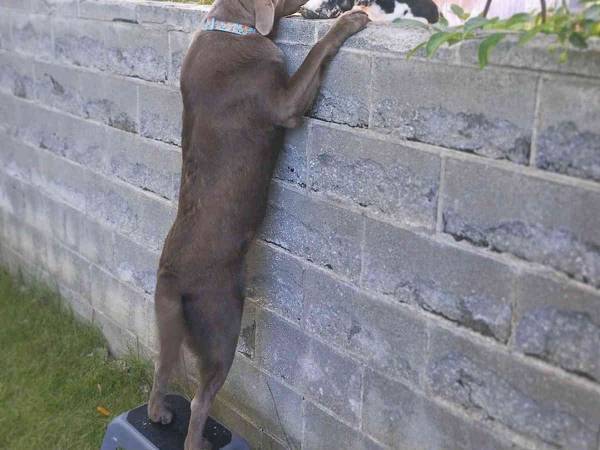 塀のせいでお互いの顔が見えない２匹の犬　踏み台を置くと？　「かわいすぎ！」