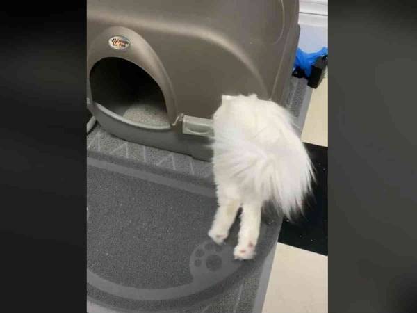 そこじゃなーい！　猫用トイレに入った愛猫に飼い主が爆笑したワケは？