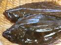 ヒラメとカレイの意外な違い　目の位置だけで見分けると例外があることも…