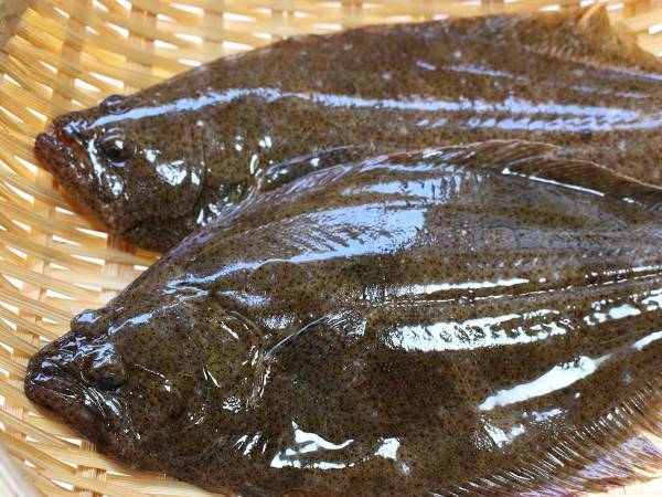 ヒラメとカレイの意外な違い　目の位置だけで見分けると例外があることも…