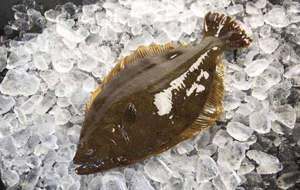 ヒラメとカレイの意外な違い　目の位置だけで見分けると例外があることも…