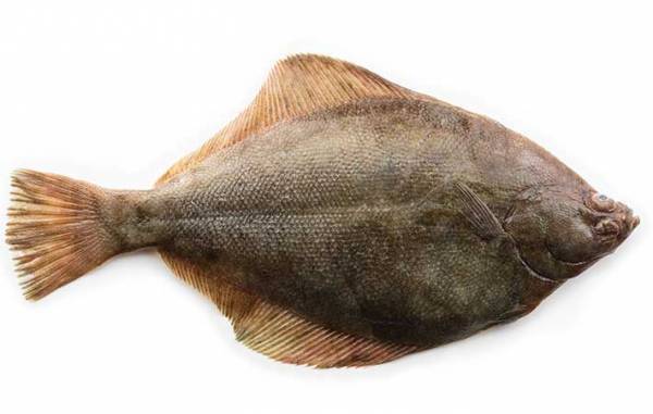 ヒラメとカレイの意外な違い　目の位置だけで見分けると例外があることも…