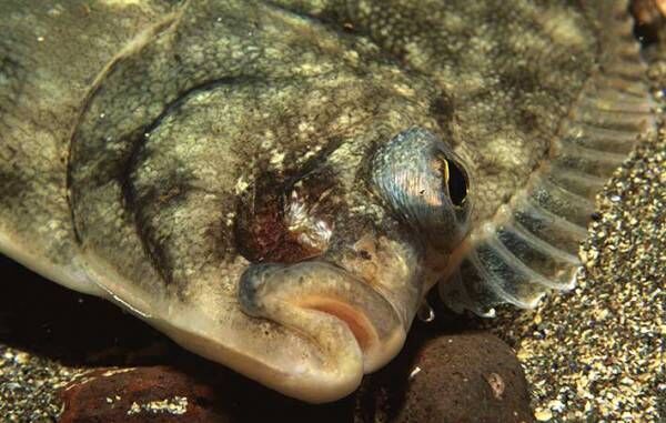 ヒラメとカレイの意外な違い 目の位置だけで見分けると例外があることも 年9月16日 ウーマンエキサイト 3 4