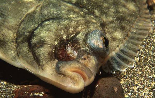 ヒラメとカレイの意外な違い　目の位置だけで見分けると例外があることも…