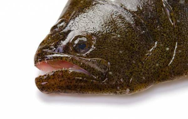 ヒラメとカレイの意外な違い　目の位置だけで見分けると例外があることも…