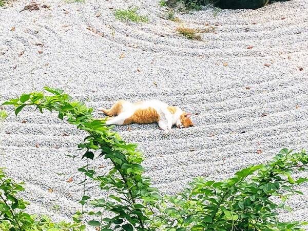 日本庭園のど真ん中で眠る迷惑客！？　しかし、その姿に１３万人が癒された