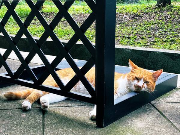 日本庭園のど真ん中で眠る迷惑客！？　しかし、その姿に１３万人が癒された