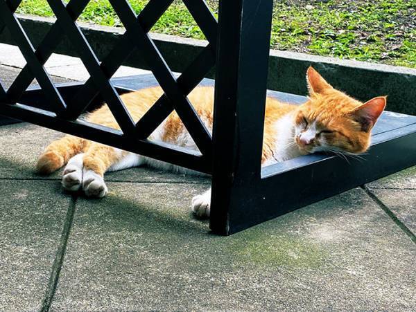 日本庭園のど真ん中で眠る迷惑客！？　しかし、その姿に１３万人が癒された