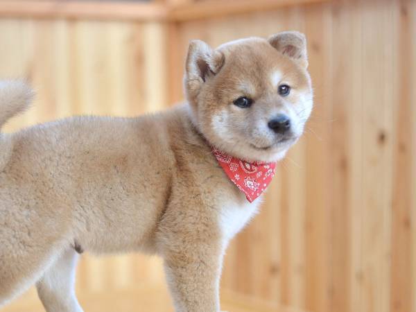 撮影中に寝てしまった柴犬の豆助　すると番組スタッフたちが…