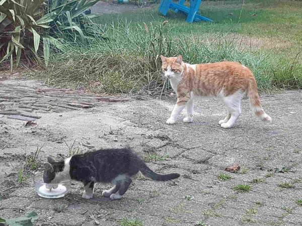 「この子も家族にして」　元野良猫がひとりぼっちの子猫を家に連れて来て…？