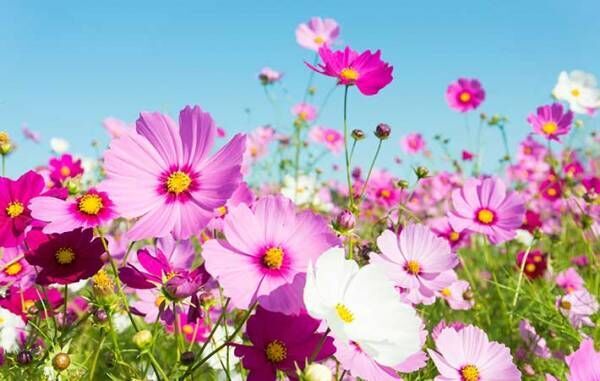 １０月の誕生花はバラ コスモス ガーベラ 花言葉に気を付けなければいけないのは 年9月24日 ウーマンエキサイト 2 3