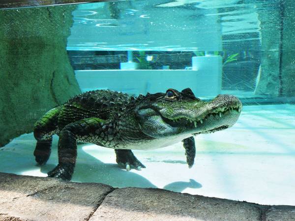 ワニにヘリウム吸わせると？　日本人受賞の『イグ・ノーベル賞』が、じわると話題