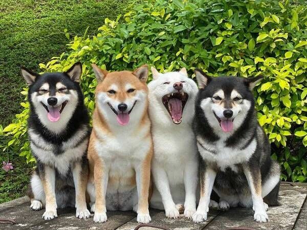 柴犬４姉妹の集合写真を撮ったら…？　『ツッコミどころ満載な１枚』に、吹き出す
