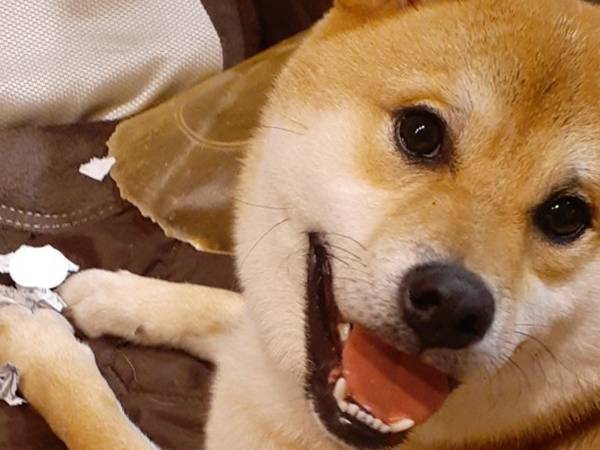 「やっつけておきました！」　飼い主あ然…柴犬が『やっつけた相手』とは？