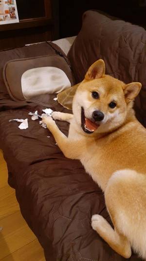 「やっつけておきました！」　飼い主あ然…柴犬が『やっつけた相手』とは？