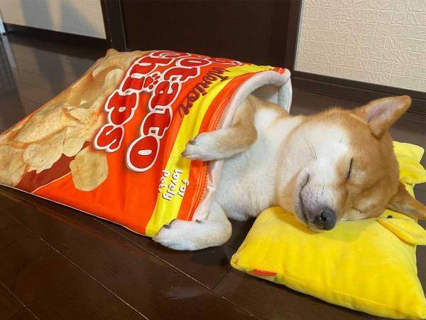 どう考えても、自分を『人間』と思っている柴犬がコチラです