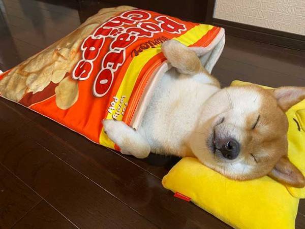 どう考えても、自分を『人間』と思っている柴犬がコチラです