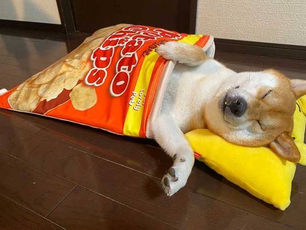 どう考えても、自分を『人間』と思っている柴犬がコチラです