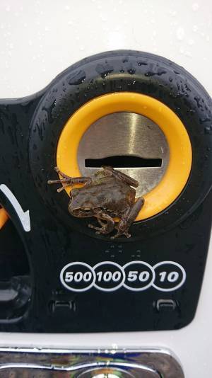 自販機で飲み物を買おうとした男性　コイン投入口を覗くと…？