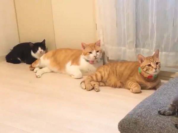 思わず二度見！　猫たちが見つめる先に「爆笑した」「これは自分もなる」