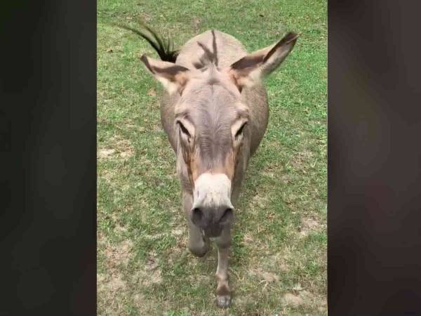 飼い主の女性が大好きなロバ　１週間ぶりに再会すると…？　「涙が出た」