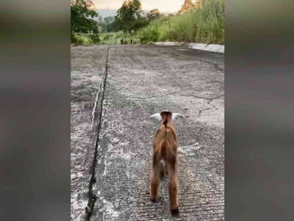 側溝に落ちて鳴いていた子ヤギ　翌日、母ヤギの姿を見つけると　「号泣した」