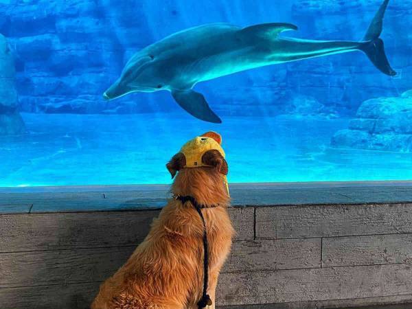 共通点は『アヒル好き』　ゴールデンレトリバーとイルカの友情にほっこり