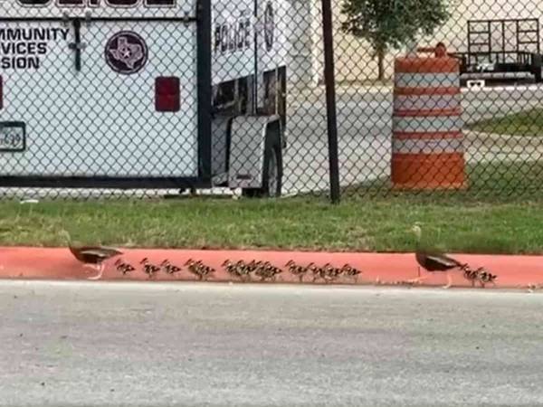 『行進の訓練をする新人たち』　警察が投稿した動画に　「かわいすぎる！」