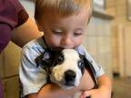 先天性の病をもって生まれた男の子　同じ特徴をもった子犬と奇跡的に出会う