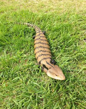 『ツチノコ』について質問された飼育員　投稿された１枚に、ネットがざわざわ…　「本物だ」「正体が判明した