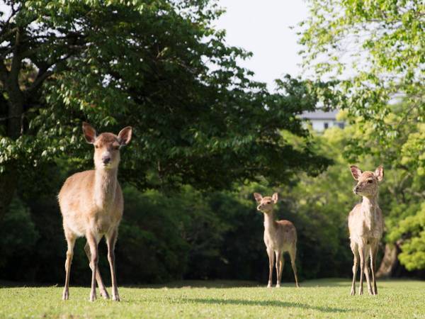 たくさんのシカの中に混ざっていたのは…　「違和感ない」「最高の組み合わせ」