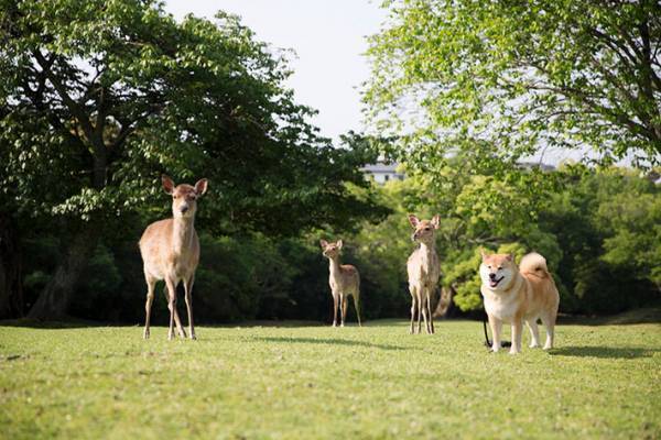 たくさんのシカの中に混ざっていたのは…　「違和感ない」「最高の組み合わせ」