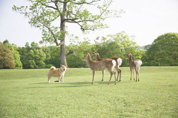 たくさんのシカの中に混ざっていたのは…　「違和感ない」「最高の組み合わせ」