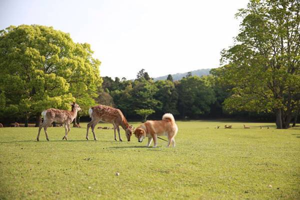 たくさんのシカの中に混ざっていたのは…　「違和感ない」「最高の組み合わせ」