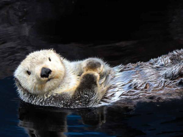 「ラッコって立てるんだ！」　多くの人がざわついた激しくウォーキングするラッコの動画とは…