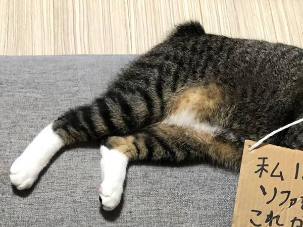 飼い主に『宣戦布告』をしてきた猫　「応援する」の声が寄せられた行動とは