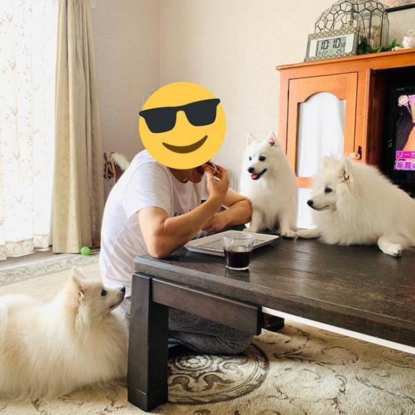 ３匹の犬に囲まれている男性…　数秒後の展開に爆笑！