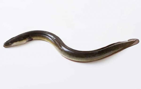 『うなぎ』と『穴子』の違い　カロリーや味、栄養を比較すると…